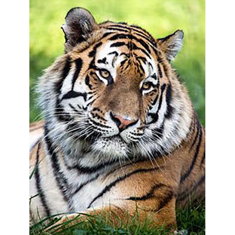 5D DIY Diamond Painting Full Round Drill Tiger Animal Rhinestones Diamond Embroidery Cross Stitch Mosaic Wall Art Home Decor