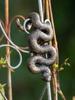 1Pc Inverted Snake, Resin Sculpture Garden Decoration, Suitable for Gardens - No Batteries Required, Reptile Enthusiast Collection Gift