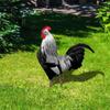 Chicken Ornaments Double-Sided Yard Art Decor Garden Sculptures Printing Outdoor Realistic Rooster Statues Acrylic
