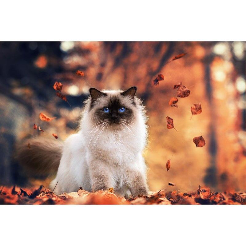 5D DIY алмазная живопись милый кот Алмазная вышивка животное вышивка крестиком полная круглая дрель ручной ремесла домашний декор подарок