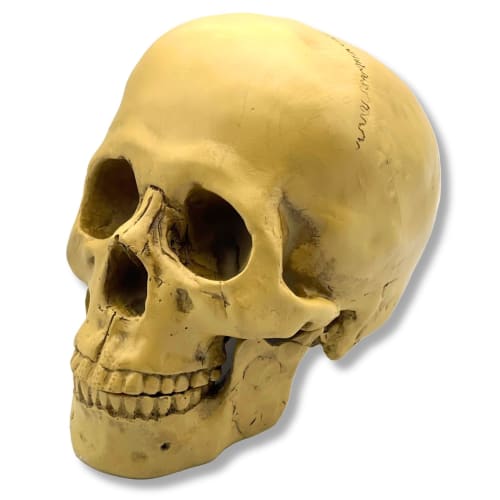 GlowBit Skeleton Toy Figurine, Halloween Skeleton, Horror Decor, Realistic Human Anatomy Model, Skull Drawing Model, Skull Object, Ornament