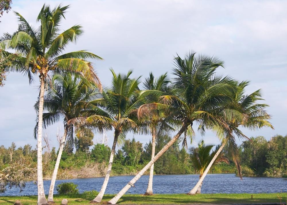 SAFLAX Cuban Royal Palm - 8 семян - С горшечным субстратом для лучшего выращивания - Roystonia regia