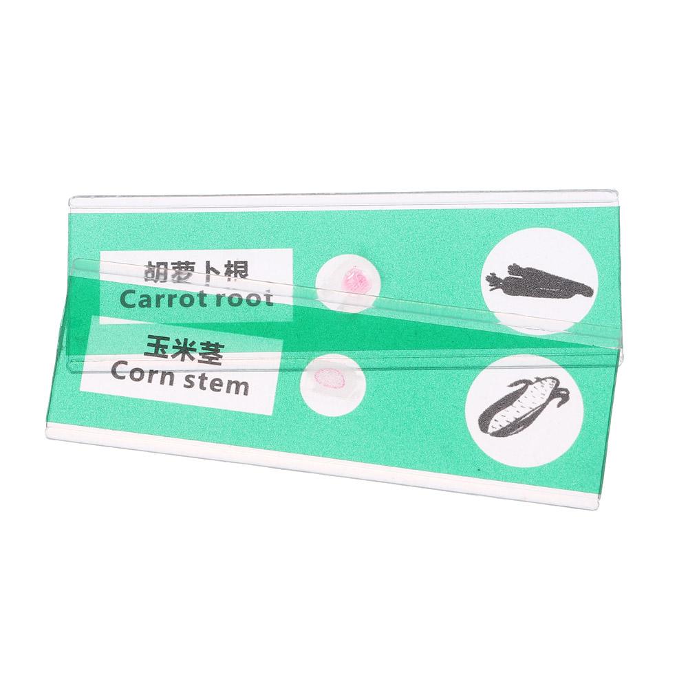 Образцы Экземпляры Микроскоп Слайды Микроскоп Образец Готовые Слайды Дети