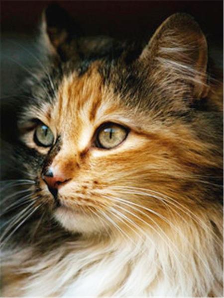 Алмазная картина Кот 5D DIY Алмазная вышивка Распродажа Вышивка крестиком Животные Стразы Мозаика Комплект украшения дома