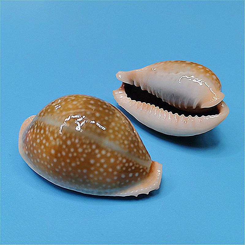 Редкий натуральный экземпляр раковины каури для аквариума или средиземноморского домашнего декора