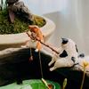 8 типов DIY Рыбалка Кошка украшения для аквариума ландшафтный дизайн креативные украшения дома аксессуары товары для домашних животных