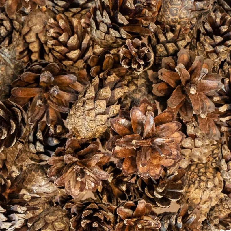 Szyszunie - Naturalnie Suszone Dla Papug 300G