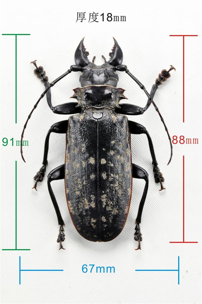 BACALYSO Nirvana size Жук-усач длинноусый магнитный иллюстрированный безопасный для пластиковых поверхностей орнамент с отделкой 1/1 фигурка, жук, крепится на холодильник