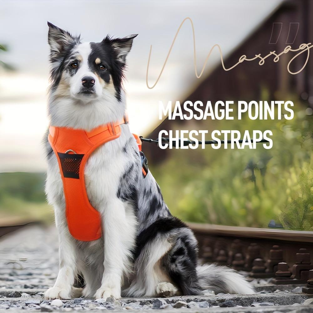 Регулируемая и взрывобезопасная шлейка и поводок для собак для безопасного и веселого отдыха на свежем воздухе с вашим питомцем #King's day