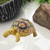 Sulcata Tortoise Mold Vivid Clear Texture 3D Effect Sea Ocean Life Simulation Animal Model for Kids