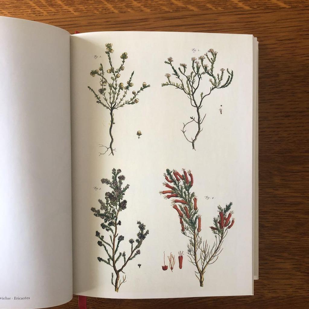 [USED] Cabinet of Natural Curiosities