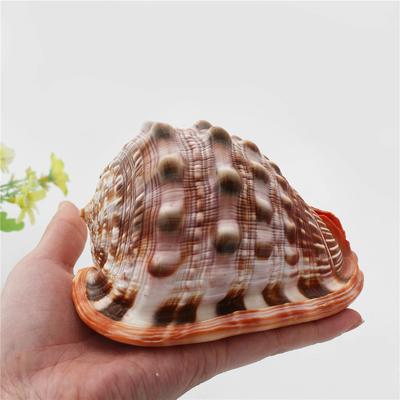 Cypraecassis Rufa Изготовление ракушек из морских улиток Украшения из натуральных ракушек