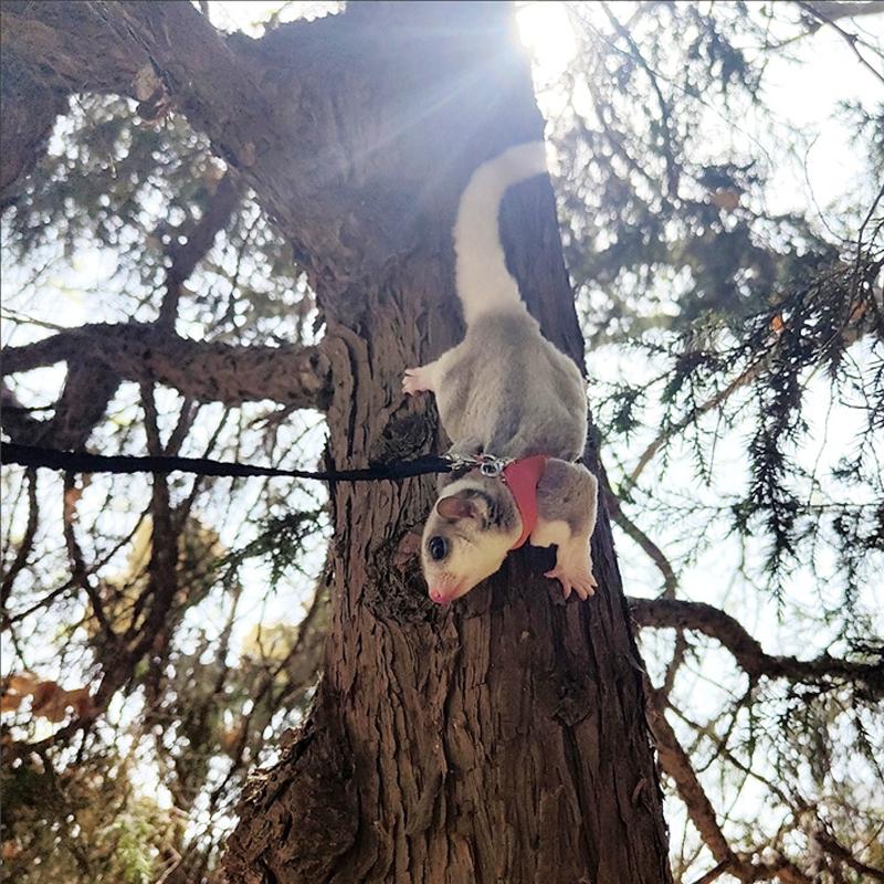 4 шт., нагрудный ремень для маленьких домашних животных, поводок с белкой, хомяк, тяговая веревка против укуса, сахарный планер, ветрозащитный специальный анти-потерянный трос