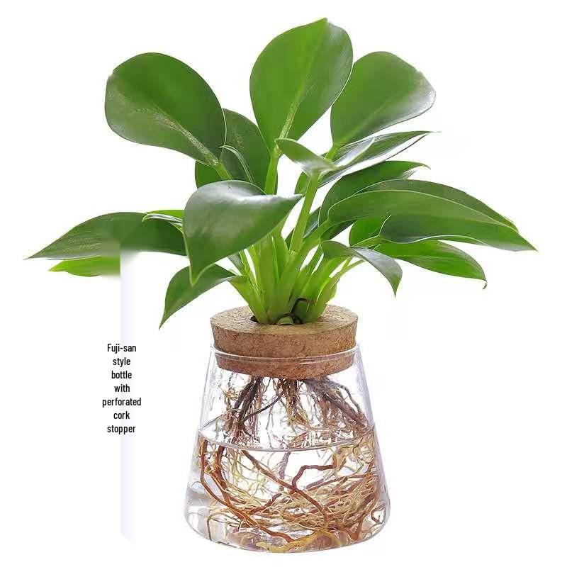 Mini Glass Flower Pot for Indoor Plants - Hydroponic Ornament with Moss Landscape