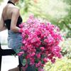 Шелковая Гладкая Бугенвиллия для Свадебных Центральных Композиций, Искусственная Вьющаяся Бугенвиллия, Spectabilis, 39,37 дюйма, 6 Цветов, 100 шт.