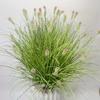 1/6 Bundles Simulation Ground Plants Outdoor Plastic Wedding Fake Dog Tail Flower Window Frame Decor 2 Sizes