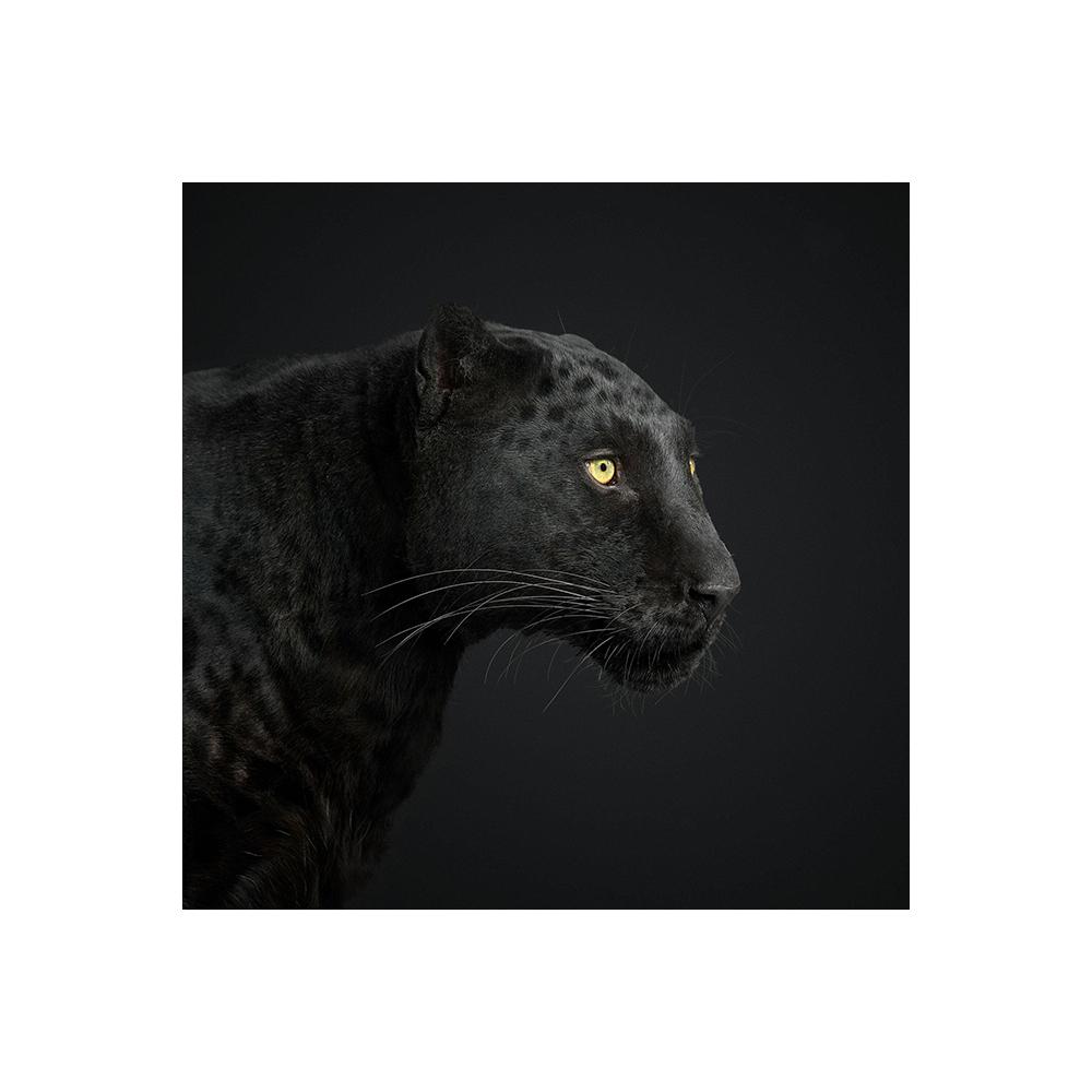 Черные фотографии животных, лебедь, лошадь, корова, леопард, холст, картина, настенное искусство, плакаты на скандинавскую тему и принты для декора гостиной, Cuadros