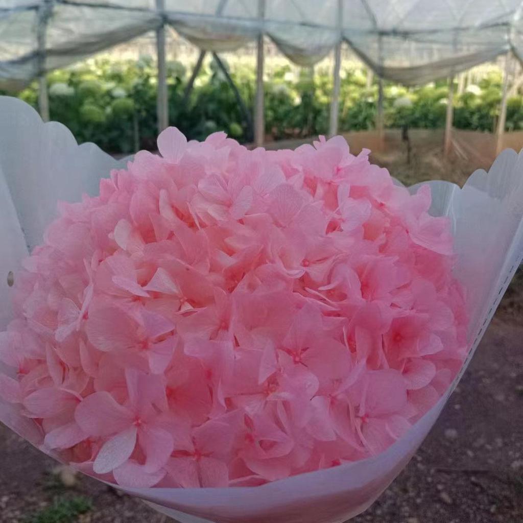 Multi-Color Preserved Bigleaf Hydrangea Single Stem Flower Bouquet for Home Decoration