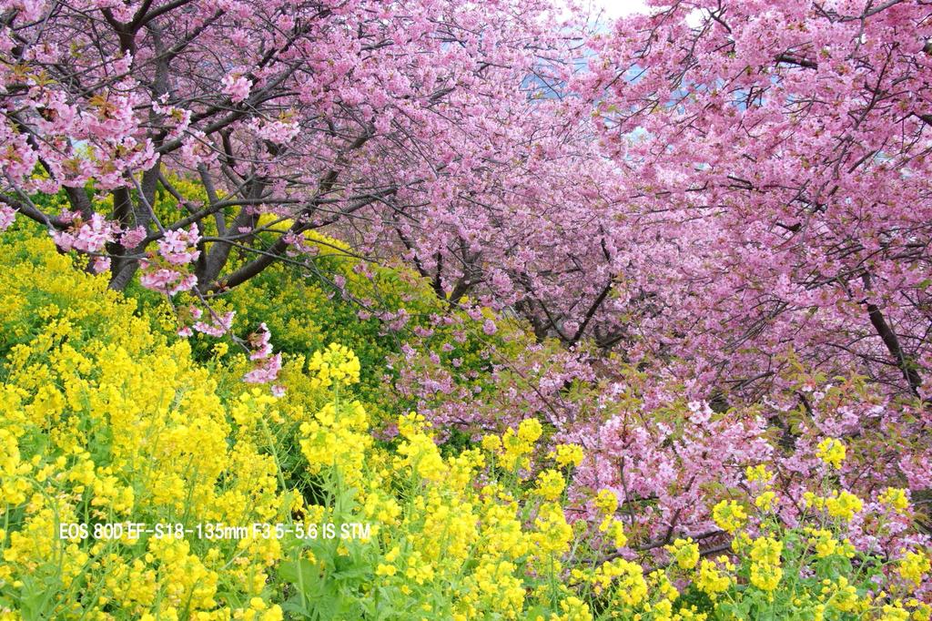 Canon Цифровая зеркальная камера EOS 80D Комплект с двойным зумом IS IS STM в комплекте EF-S18-55 STM/EF-S55-250 EOS80D-WKIT