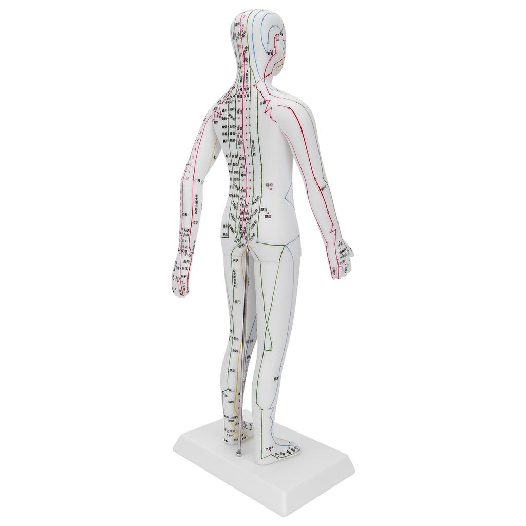 Обучающая модель акупунктурных меридианов, женская модель акупунктуры с базовым набором игл для акупунктуры