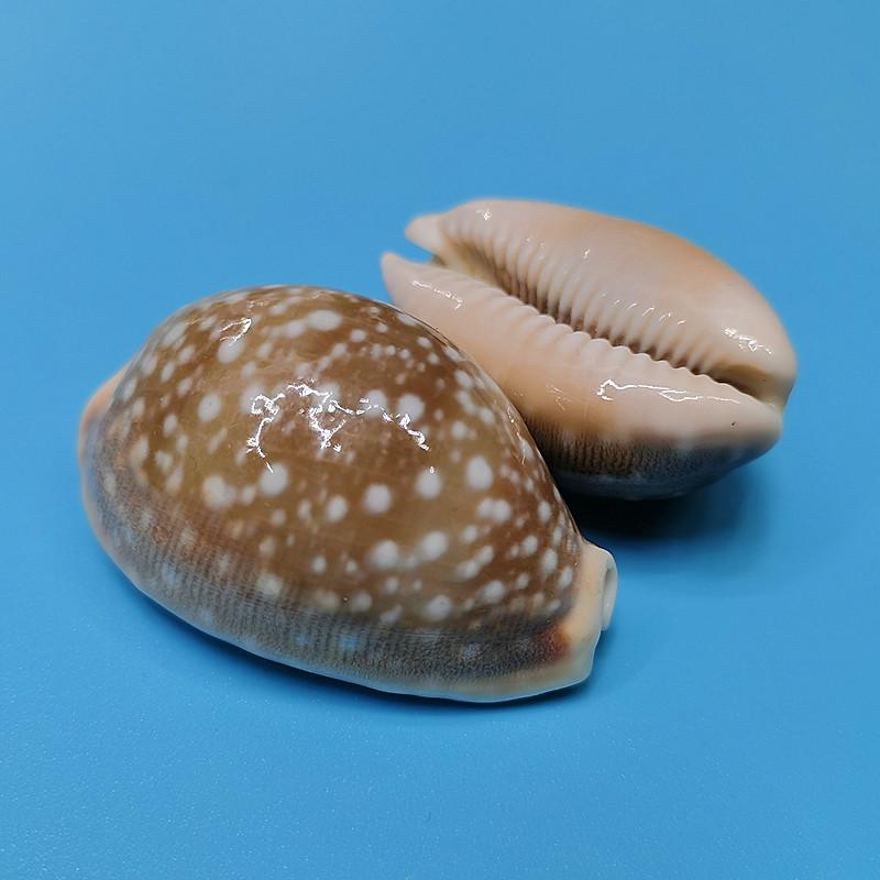 Редкий натуральный экземпляр раковины каури для аквариума или средиземноморского домашнего декора