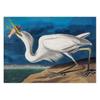 Audubon Vintage Bird Poster Canvas Print Wall Art Picture American Heron Swan Roseate Spoonbill Scarlet Lbis Blue Crane Decor