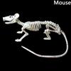 Scorpion Horror Home Mouse Bat Party Artificial Skull Trick Props Plastic  Bones Animal Skeleton