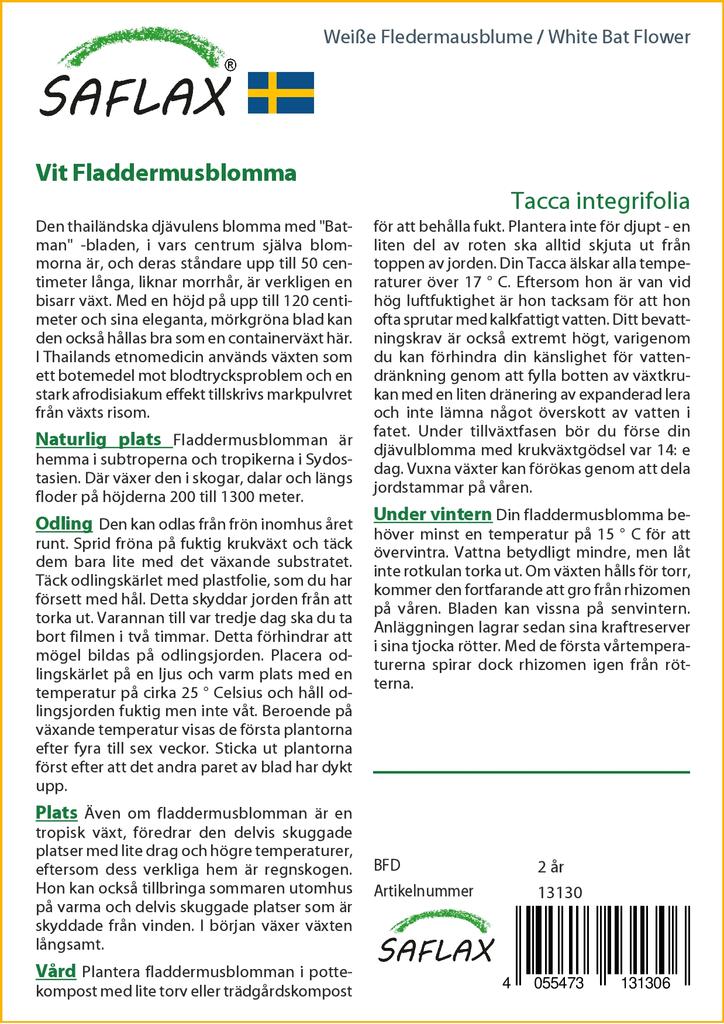 SAFLAX Белый цветок летучей мыши - Tacca integrifolia, 10 семян.