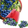 Blueberry Picker Berry Picker with Fruit Collection Bin Gardening Harvest Tool Blueberry Rake Scoop