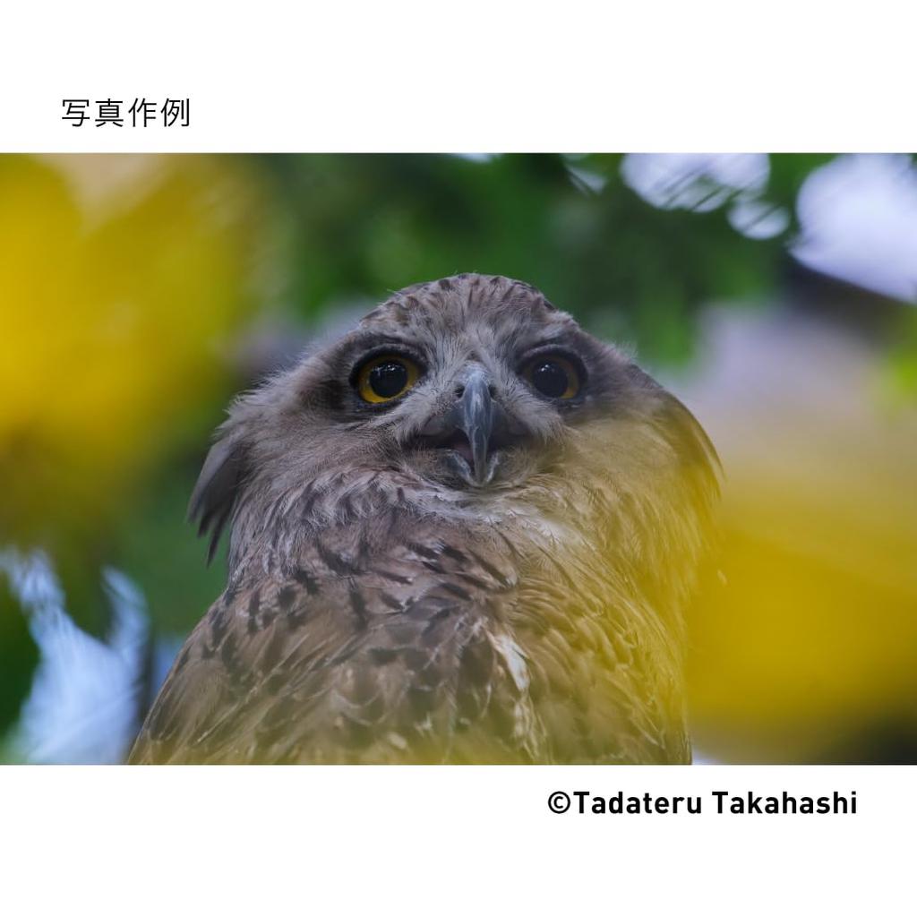 Sigma Объектив DG DN для беззеркальных зум-телеобъективов Fujifilm 100-400 мм F5-6.3 X-Mount Полнокадровый (современник)