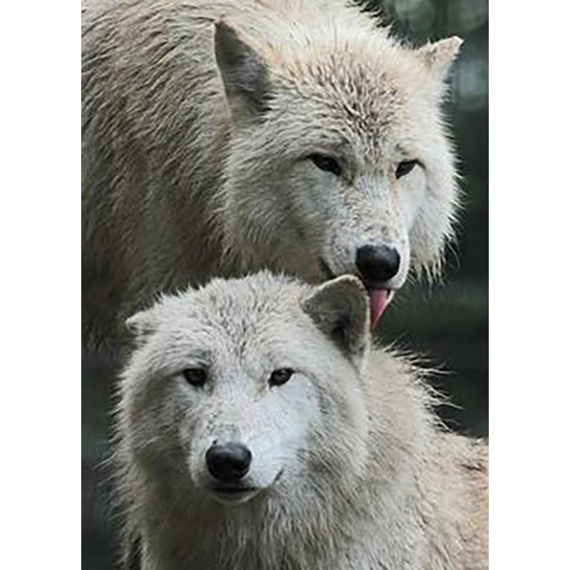 Diy волк 5D алмазная живопись полная круглая дрель смола мультфильм животных Алмазная вышивка набор крестиков домашний декор настенный художественный подарок