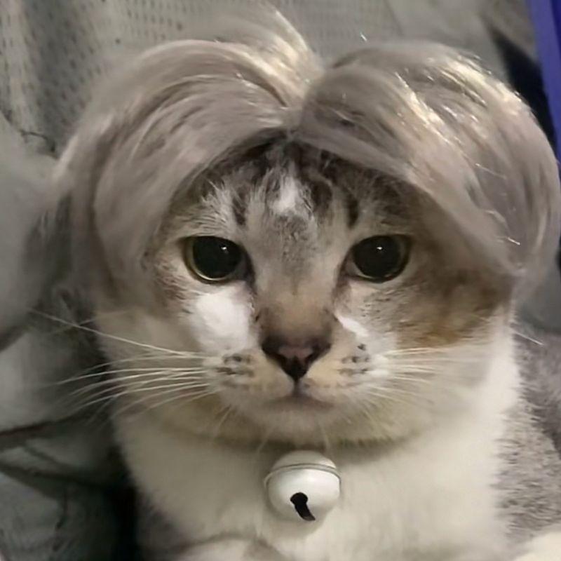 Кошка Собака Косплей Парик Странный Смешной Парик Персонализированный Праздничная Вечеринка Переодевание Собачий Парик Милый Питомец Серебряные Аксессуары для Волос