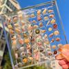 36 Grids Acrylic Seashell Display Box with Magnets Durable Starfishs Trinket Storage Case for Bead Nail Jewelry
