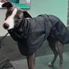 Dog Warm Coats Waterproof Comfortable Fashion Soft Puppy Jumpsuits Outdoor Walking Windproof Pet Jackets Adjustable Pets Clothes