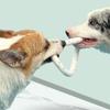 Bite Resistant Dog Chew Ball High Elasticity Dog Throwing Flying Toys  Dog Toy