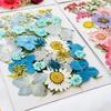 Dried Pressed Flowers Real Pressed Flowers Dry Leaves Bulk Natural Herbs Kit for Scrapbooking DIY Art Crafts Epoxy Jewelry Molds Soap Making