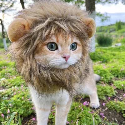 Кошка Косплей Одевание Шляпа для питомца Львиная грива для кота Щенок Львиный парик Костюм Украшения для вечеринки Хэллоуин Рождество GatosPet Supplies