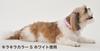 Petio Collar Little Angel Love Dog Collar Белый для маленьких собак Размер S