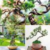 Aluminum Bonsai Wire 1/1.5/2/2.5/3mm Garden Accessories Black Bonsai Training Wire