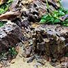Деревянные ветки Ветка Коряга Большая коряга Украшения Коряга для аквариума Рептилии