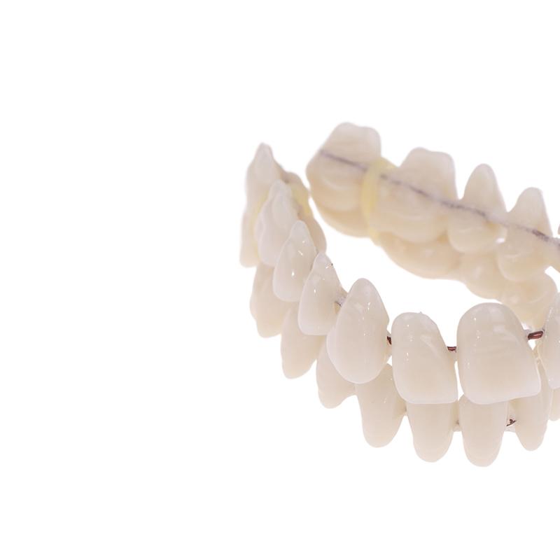 Boxed Resin Denture Upper Lower Teeth Full Mouth S/M/L Size Preformed Dentition Oral Care Teaching Model