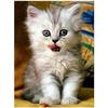 Full 5D Diy Diamond Painting Animal Cat Diamond Embroidery Cross Stitch Home Decor Handmade Gift