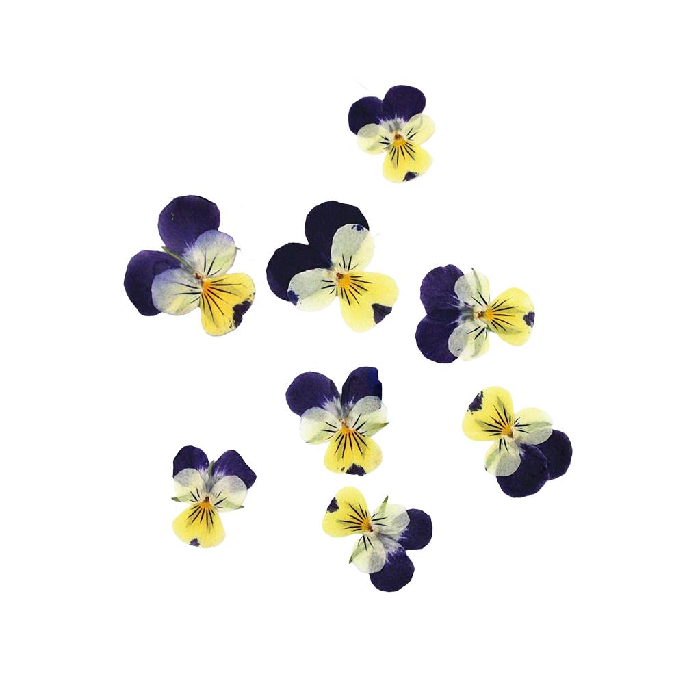 12 предметов Crafts Simple Style Make Accessories Украшение для макияжа Прессованные цветы Craft Jewelry Decor Accessories
