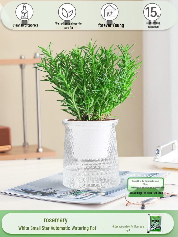 Rosemary and Mint Potted Herb: Edible, Mosquito-Repellent, Easy-Care Indoor Plant for Cooking and Decor.
