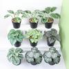Artificial Potted Plant Realistic Non-withering No Watering Reusable Small Home Decoration Fake Potted Green Plant Living Room Supplies