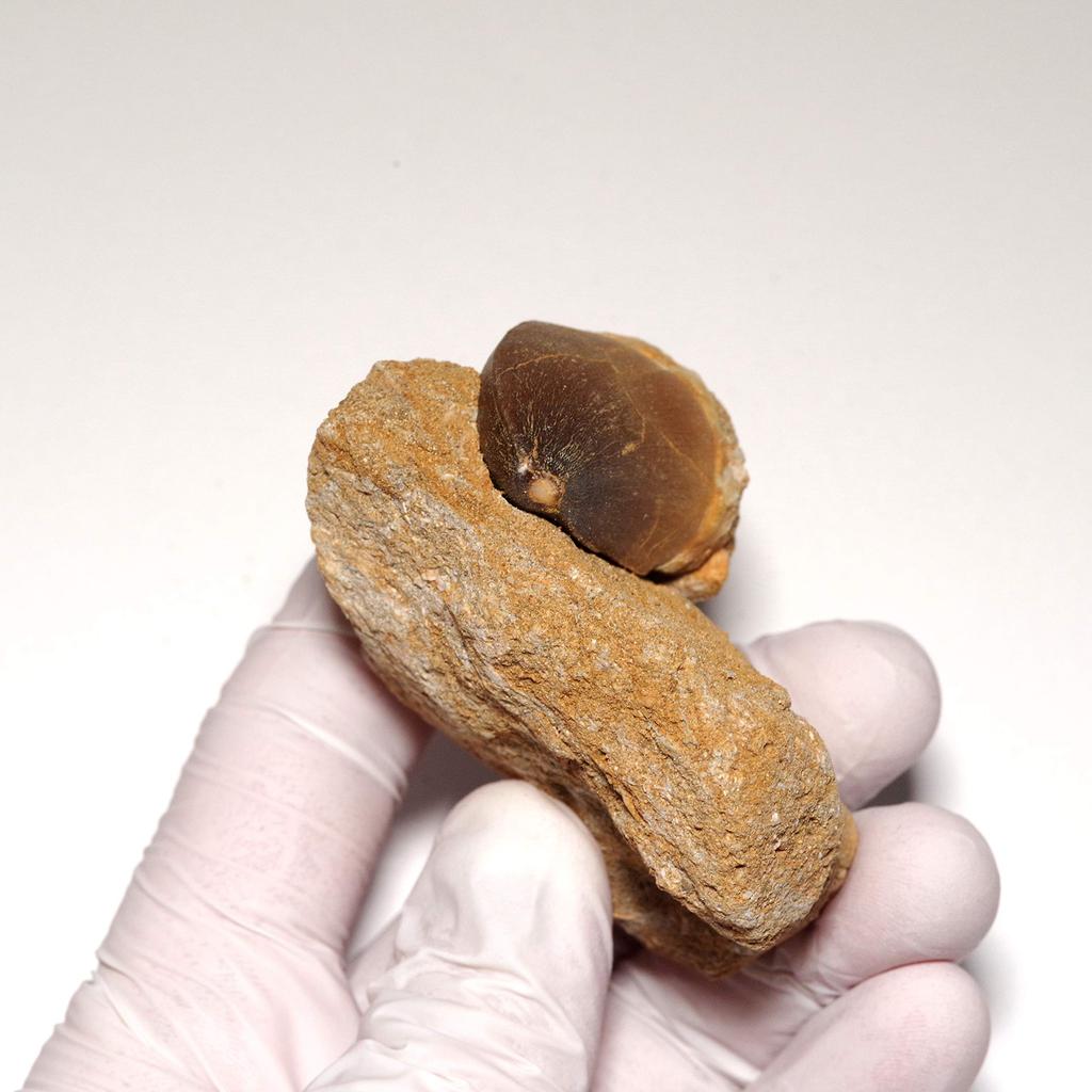 Stone Natural Fossil Mosasaurus 47x28mm [N2 Natural] (Aquatic squamate/Mosasaurus) (25 "One-of-a-kind" Teeth Approx. [Horstone Approx. 99g,