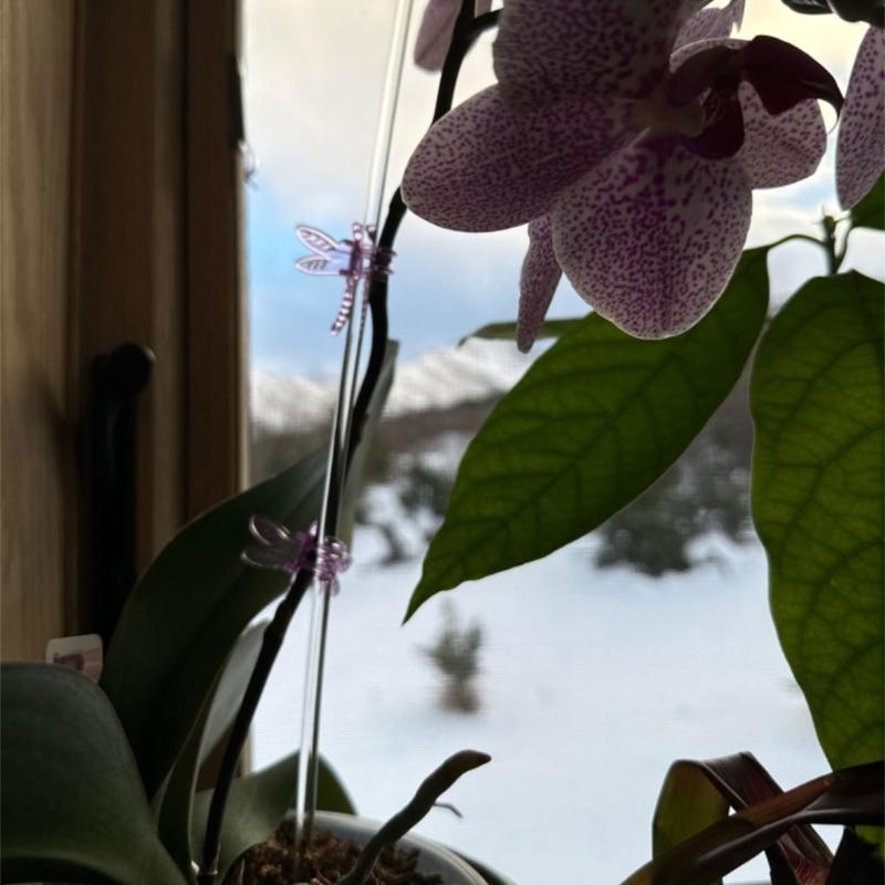 30Pieces Orchids Support Stem Plant Stakes Encourage Vertical Growth Stable And Flexible Support For Indoor Outdoor Use