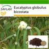 Tasmanian Bluegum - 100 Seeds - With Potting Substrate for Better Cultivation - Eucalyptus Globulus