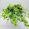 Evergreen Ivy Hanging Basket, Easy-Care Long Vine Plant, Perfect for Living Room, Balcony or Office, Enhances Air Quality.