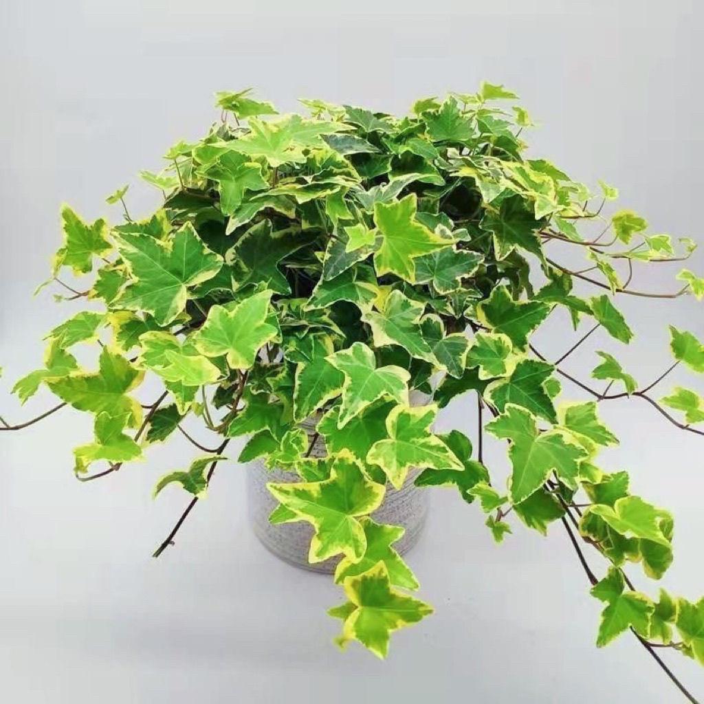 Evergreen Ivy Hanging Basket, Easy-Care Long Vine Plant, Perfect for Living Room, Balcony or Office, Enhances Air Quality.